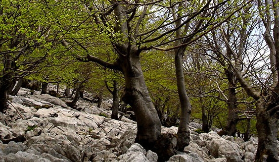 urbiako-senda-02 urbiako-senda-02